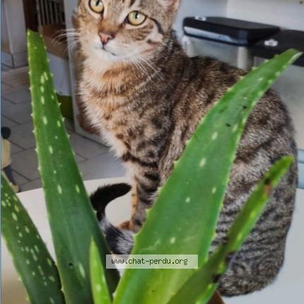 Photo 1/1 Voyou Chat lost in Auneuil