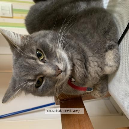 Photo 1/1 Guizmo Chat lost in Plestin les greves mon chayton