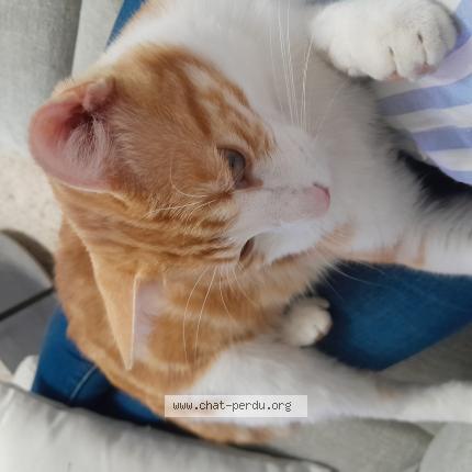 Photo 1/1 Dobby Chat lost in Saint saturnin les avignon