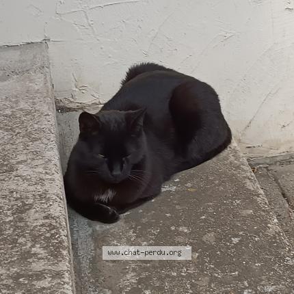 Photo 1/1 Zorro Chat lost in Condrieu