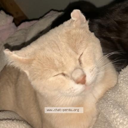 Photo 1/1 Simba Chat lost in Saint germain des pres