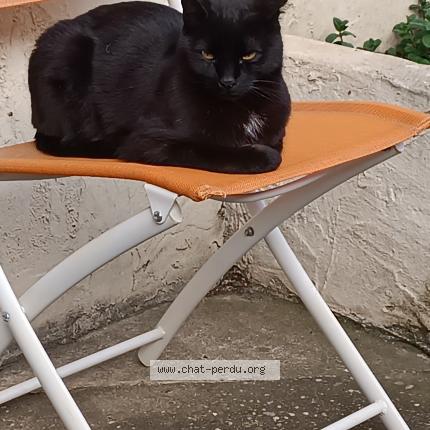 Photo 1/1 Zorro Chat lost in Condrieu