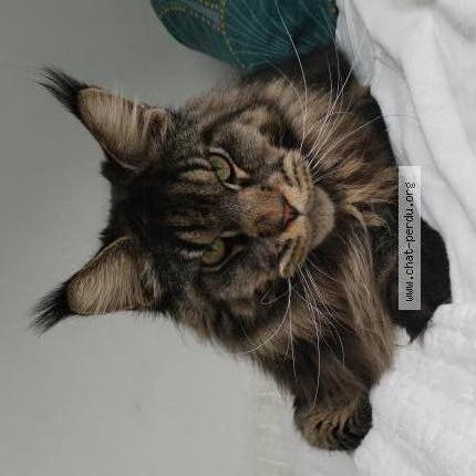 Photo 1/2 Viper Chat lost in Harnes