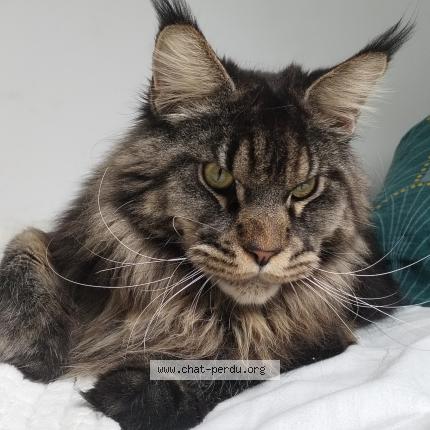 Photo 2/2 Viper Chat lost in Harnes