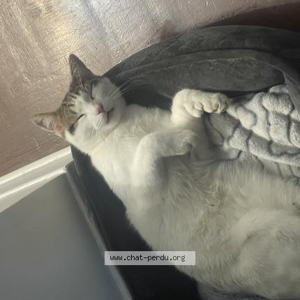 Photo 1/1 Lucky Chat lost in Terrebonne