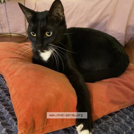 Photo 1/1 Marteens Chat lost in Marseille