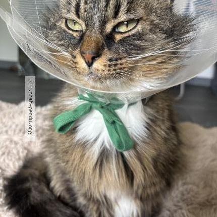 Photo 1/1 Simba Chat lost in Andert et condon