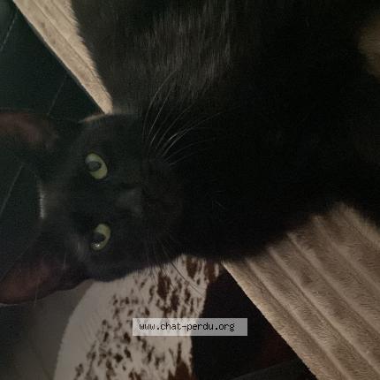 Photo 1/1 Dory Chat lost in Huttenheim