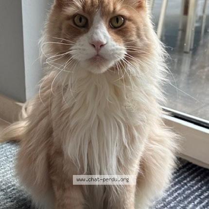 Photo 1/1 Orso Chat lost in Leudelange