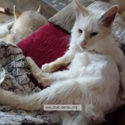 Photo 1/1 Phapha Chat lost in Brive la gaillarde