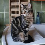 Picture of cat lost at Julienne