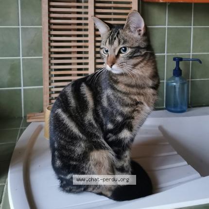 Photo 1/1 Maki Chat lost in Julienne