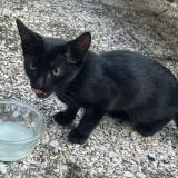 Picture of cat found at Triel Sur Seine