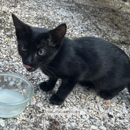 Photo 1/1 Found cat Found in Triel sur seine