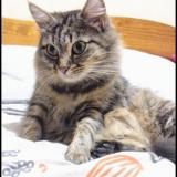 Picture of cat lost at La Merlatiere