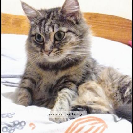 Photo 1/4 Orisia Chat lost in La merlatiere