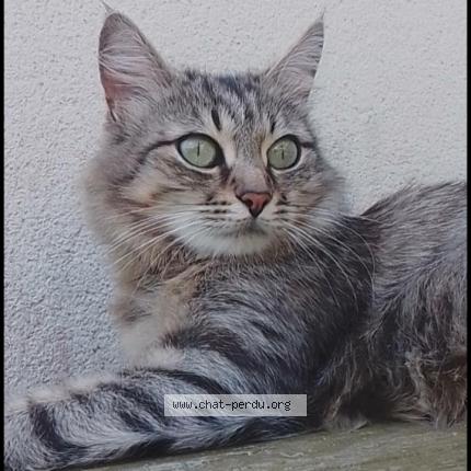 Photo 2/4 Orisia Chat lost in La merlatiere