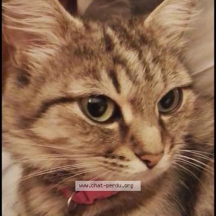 Photo 3/4 Orisia Chat lost in La merlatiere