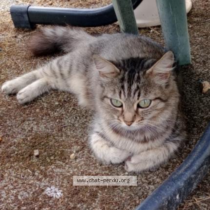 Photo 4/4 Orisia Chat lost in La merlatiere