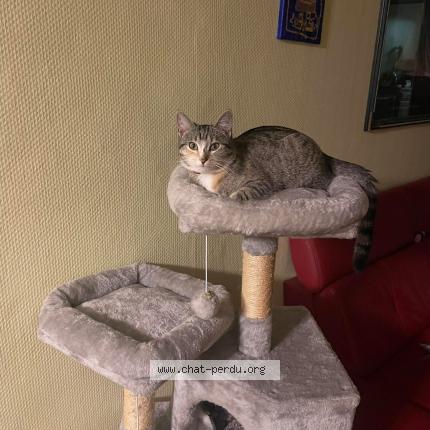 Photo 1/1 Kiko Chat lost in Leudelange