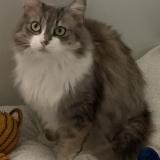 Picture of cat lost at Bernex