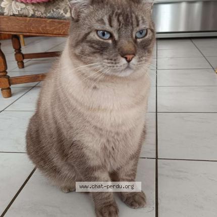 Photo 1/2 Loki Chat lost in Noyon