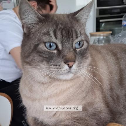 Photo 2/2 Loki Chat lost in Noyon