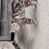Picture of cat found at Saint Hilaire De Loulay
