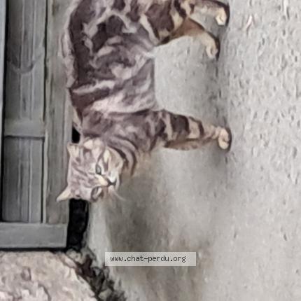 Photo 1/1 Found cat Found in Saint hilaire de loulay