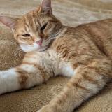 Picture of cat lost at Caen