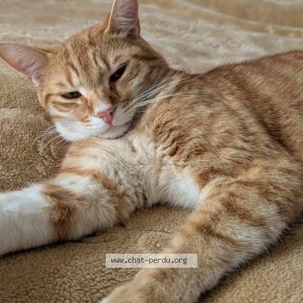 Photo 1/1 SOX Chat lost in Caen