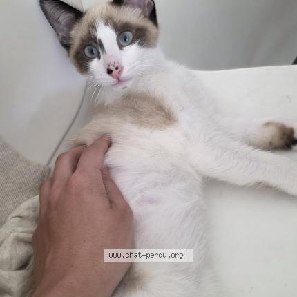 Photo 1/1 Tyto Chat lost in Montpellier