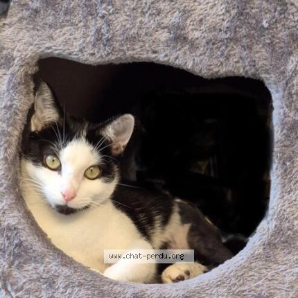 Photo 1/1 Cat reunited Lost in Montagrier