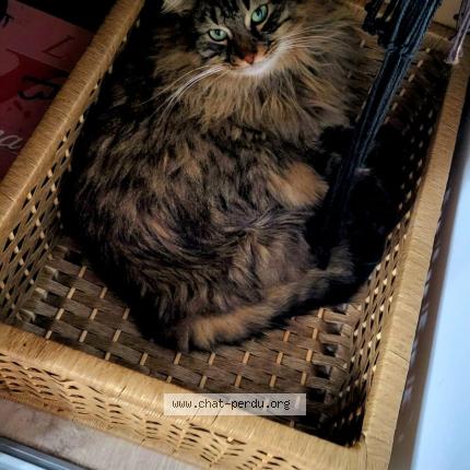 Photo 1/1 Grisouille Chat lost in Bourg en bresse