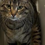 Picture of cat lost at Geneve