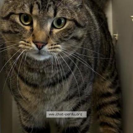 Photo 1/1 Mini Chat lost in Geneve
