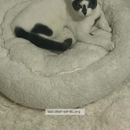 Photo 1/1 Yuki Chat lost in Villeurbanne