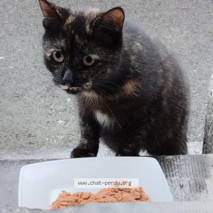 Photo 1/1 Rosalie Chat lost in Cambrai