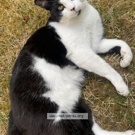 Photo 1/1 Cat reunited Lost in Monnaie