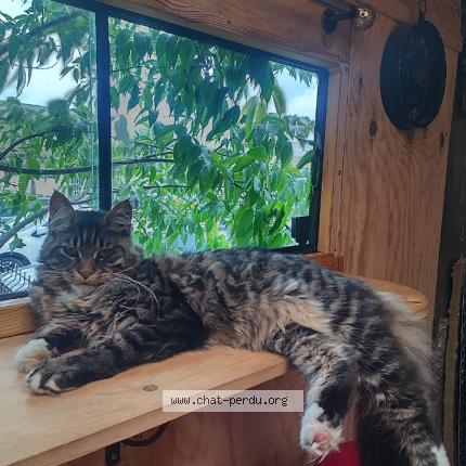 Photo 1/1 Heyoka Chat lost in Aniane