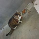 Picture of cat found at Roubaix