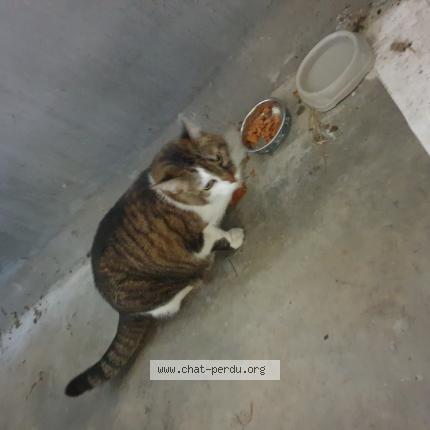 Photo 1/1 Found cat Found in Roubaix