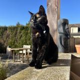 Picture of cat lost at Eclaron