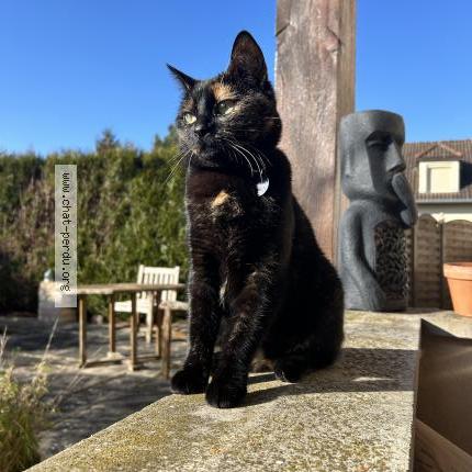 Photo 1/2 Toupou Chat lost in Eclaron