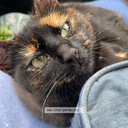 Photo 2/2 Toupou Chat lost in Eclaron