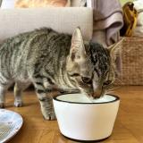 Picture of cat found at Fontenay Sous Bois