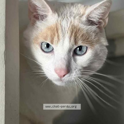 Photo 1/1 Rio Chat lost in Le soler