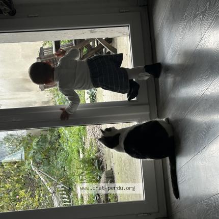 Photo 1/1 Simba Chat lost in Decines