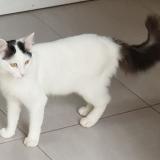 Picture of cat lost at Amiens