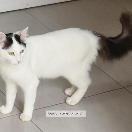 Photo 1/1 Crapule Chat lost in Amiens